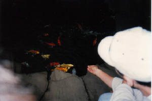 feeding.jpg