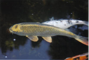 koi.jpg