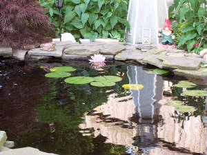 pond.jpg
